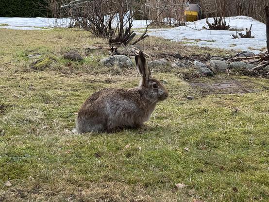 Cityjänis nurmikolla. Taustalla vielä vähän lunta.
