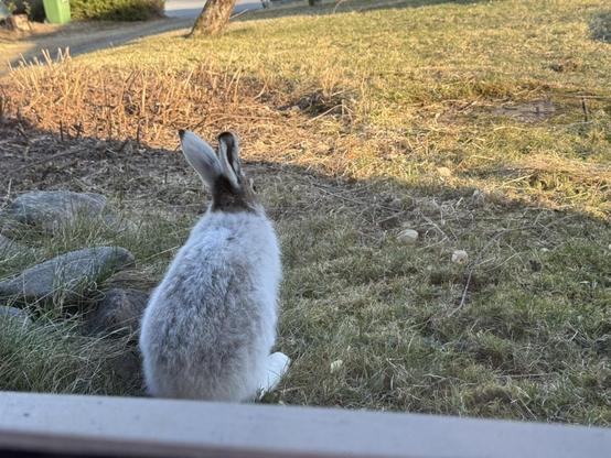 Kaniini istuu nurmikolla ja katselee eteenpäin, taustalla piha-aluetta.