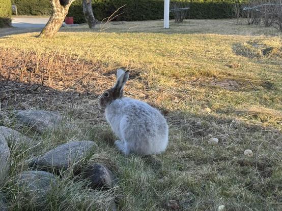 Pupu istuu nurmikolla.