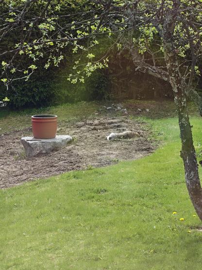 Jänis maastoutuneena makaamassa maassa.