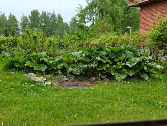 Kasvanut raparperi kuvattu ikkunan läpi 22.5.