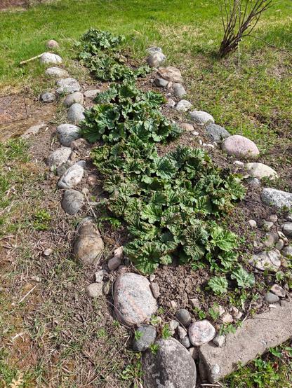 Raparperin alku kuvattu 10.5.